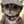 Load image into Gallery viewer, Dog Hats