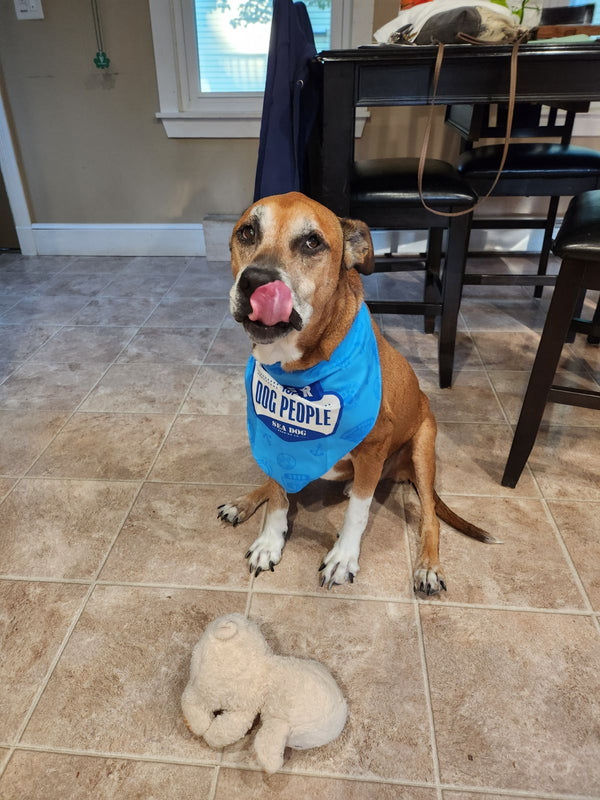 Dog Bandana