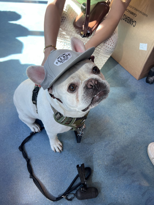 Dog Hats