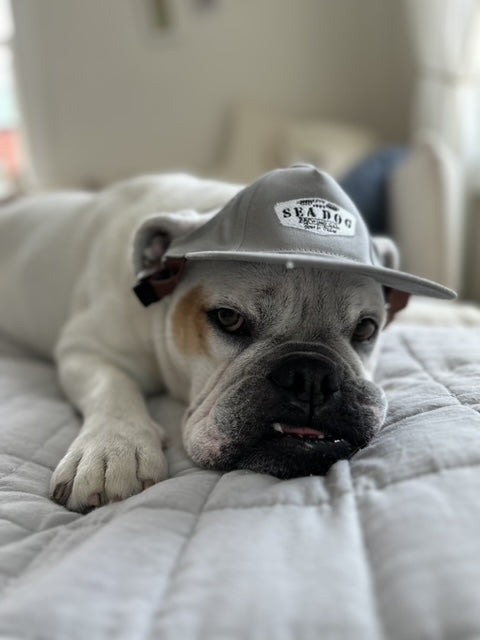 Dog Hats