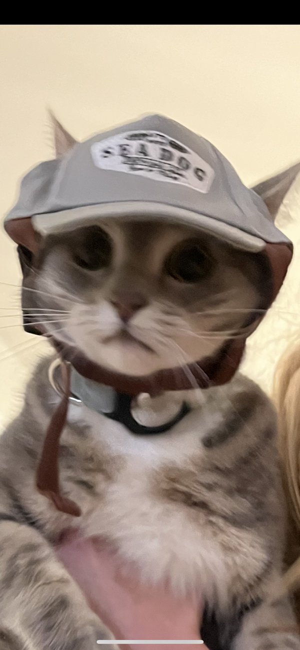 Dog Hats