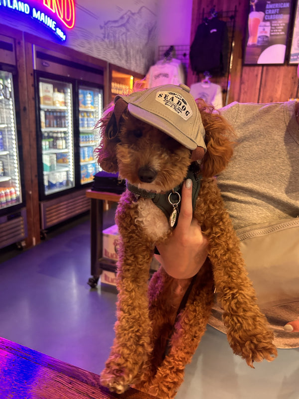 Dog Hats