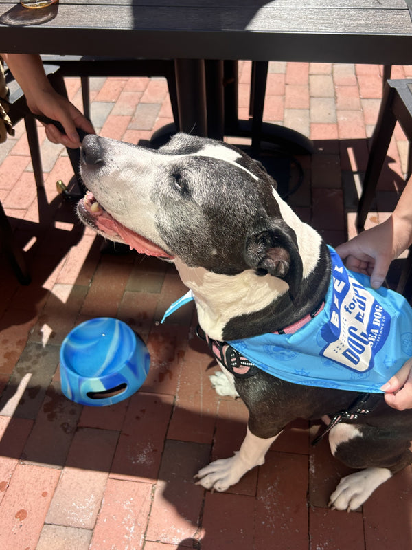 Dog Bandana